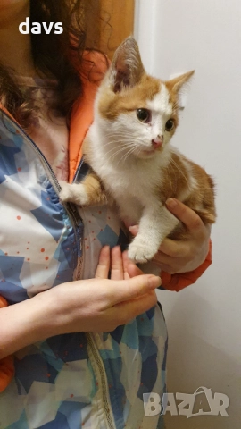 Намерено - Рижаво мъниче спешно търси дом, снимка 4 - Изгубени/намерени - 52807597