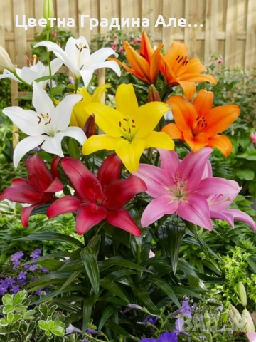 Комплект 20 бр.луковици, 4 вида цветя 