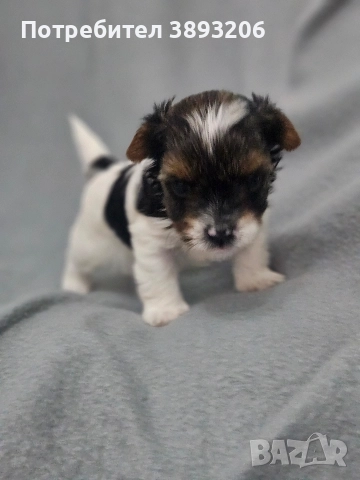биверчета, снимка 3 - Йоркширски териер - 52788675