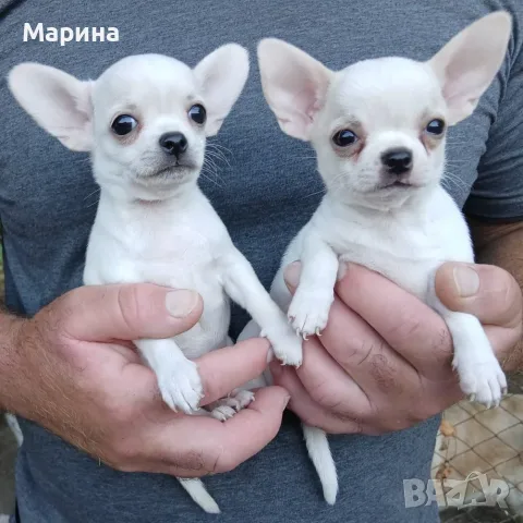 Кученца чихуахуа, снимка 3 - Чихуахуа - 55841967