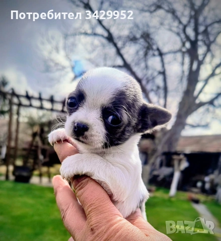 момиченце чихуахуа , снимка 6 - Чихуахуа - 54006487
