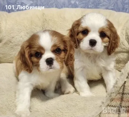 Кавалер Кинг Чарлз шпаньол , снимка 3 - Кавалер кинг чарлз шпаньол - 47450360