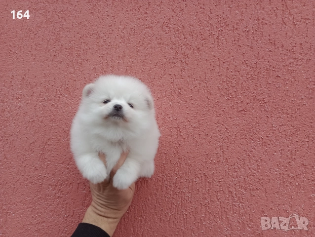 Мъжки и женски бели Померани. Реални снимки от 05.01.26 г. , снимка 4 - Померан - 52926789