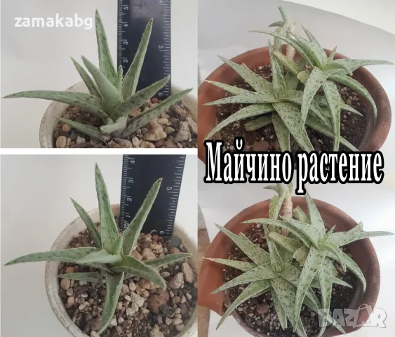 Алое (Aloe rauhii cv. Snow Flake, snowflake), сукулентно растение