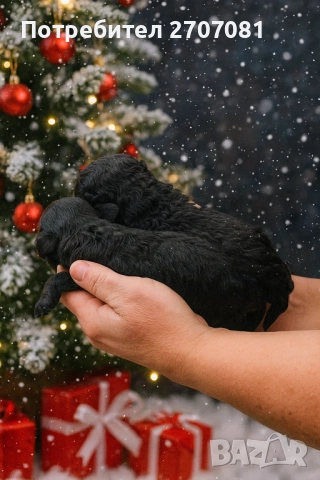 Черни мини пуделчета, снимка 2 - Пудели - 52653411