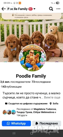 Той пудел априкот момченце-FCI, GENETIC,PL, снимка 13 - Пудели - 55895025