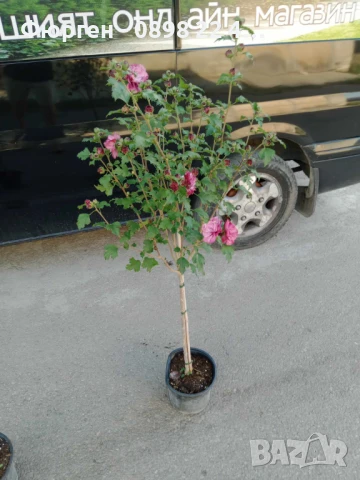 Хибискус Кичест - Дървовидна Ружа, снимка 13 - Разсади - 46564855