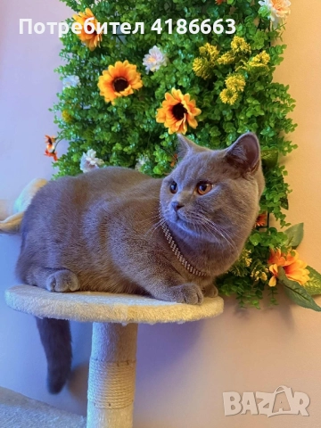 Късокосмест британец за разплод, снимка 5 - Британска късокосместа - 52215816