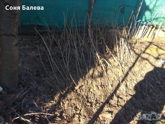 Разсад за лешници , снимка 15 - Сортови семена и луковици - 12465943