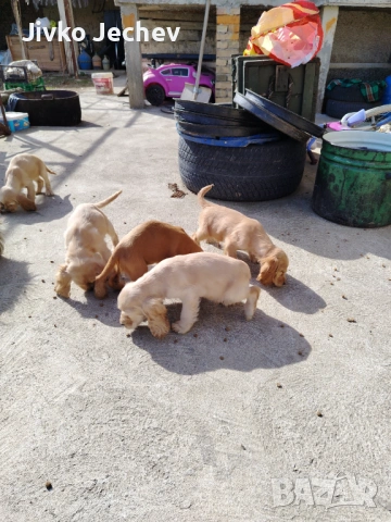 Кокер Шпаньол 