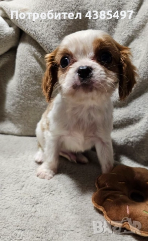 Кученца Кавалер Кинг Чарлз шпаньол, мъжки и женски, снимка 5 - Кавалер кинг чарлз шпаньол - 53898090