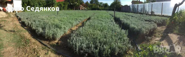 Разсад лавандула