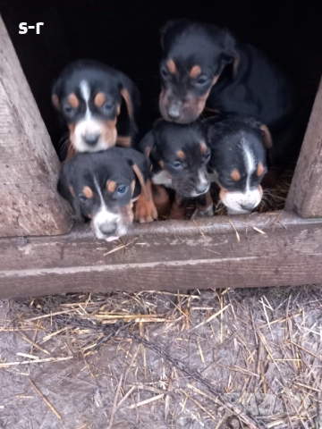 Продавам гончета, снимка 2 - Гонче - 52986446