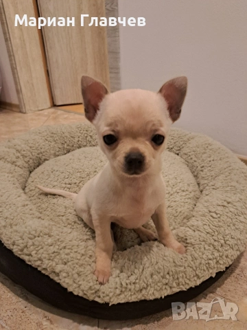 Изгодно - Мъжки мини късокосмест Чичуахуа на 3 месеца с 2 ваксини, снимка 5 - Чихуахуа - 53208311