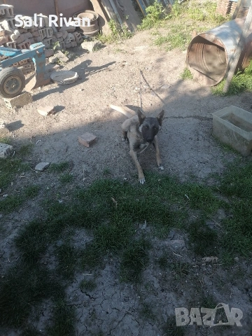 белгийска овчарка женско на 10 месеца кротка не хапе 