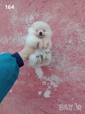 Малък Шпиц - Померан. Снимки от днес, снимка 3 - Померан - 52874429