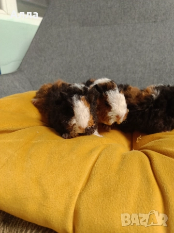 Морски свинчета альпако и розетка , снимка 2 - Морски свинчета - 52528070