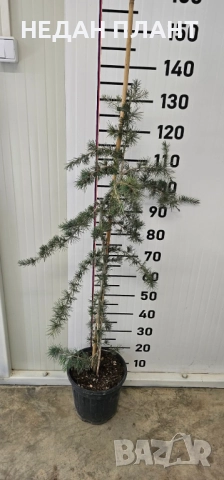 Плачещ зелен кедър, снимка 2 - Градински цветя и растения - 51983592