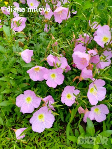 Розова Йонотера, студоустойчива, снимка 8 - Градински цветя и растения - 42569424