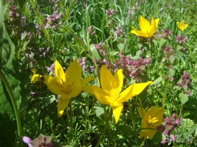 Жълто лаленце (Tulipa), снимка 3 - Градински цветя и растения - 54145729