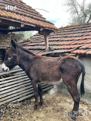 Продавам мъжко магаре, снимка 3 - Коне - 54146364