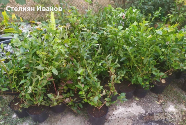 Едроплодни американски боровинки (Vaccinium corymbosum 'Chandler'), снимка 4 - Градински цветя и растения - 52354243