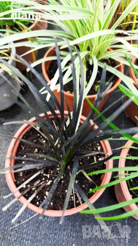 Промо пакет от 5 бр Декоративни треви, снимка 11 - Градински цветя и растения - 51779204