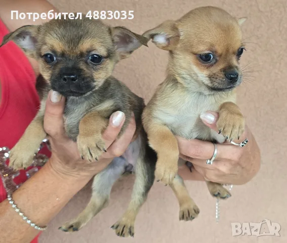 ЧИХУАХУА мъжки женски , снимка 4 - Чихуахуа - 55774343