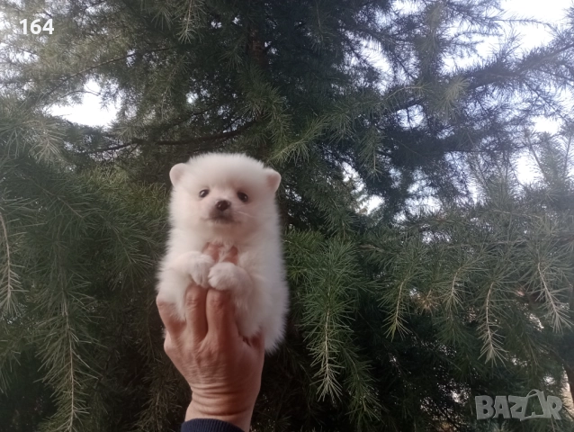 Бели мъжки и женски Померани.  Реални снимки от 02.01.26 г. , снимка 5 - Померан - 52932932