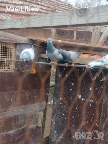 Има Бодан шанан Раде Матик кинчати 30 евро за бройка , снимка 2 - Гълъби - 54014636