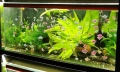 Аквариуми , снимка 2