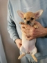 Чихуахуа мъжки и женски, снимка 3