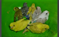 Ръчно хранени Вълнисти папагалчета , снимка 1 - Папагали - 44762669