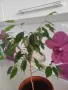 Фикус,бенджамин ,кактуси,юка,замиокулкас  и др.едри цветя, снимка 6