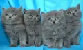 Чистокръвни Британски сини котенца, снимка 1