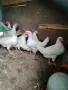 Продавам носачки, снимка 2
