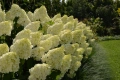💞🤍🍀 Hydrangea paniculata 'Polar Bear' Хортензия метличеста „Полярна мечка“, снимка 3