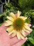 💜🧡🩷 Ехинацея / Echinacea 💜🧡🩷, снимка 3