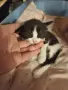 ПОДАРЯВАМЕ КОТЕНЦА, снимка 2