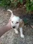 Шпрингеро-кокеро-бретони, снимка 6