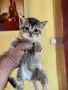 Британски късокосмести, снимка 11