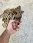 Качествен немски полиспаст с въже , снимка 2