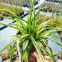 Карекс Айс Данс, Carex morrowii Ice Dance, студоустойчива, вечнозелена, снимка 5