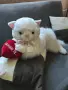 Огромно плюшено коте, снимка 1