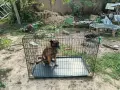 Мобилна клетка за куче , снимка 8