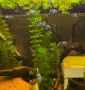 рибки син папагал  (Polar Blue Parrot Cichlid), снимка 5