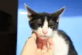 Мая СПЕШНО търси дом, снимка 4