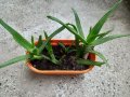 Алое 5 корена, снимка 4