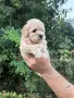Мъжки Пудел Априкот , снимка 4