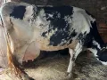 Крава с мляко черно-шарена, снимка 2